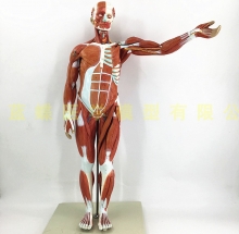 Mô hình giải phẫu cơ thể người toàn thân cao 170cm - DMK2637