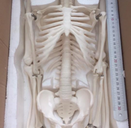 Mô hình bộ xương người cao 85 cm - DMK2092