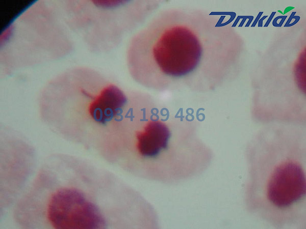 hộp tiêu bản nguyên phân ở rễ hành tím dmk2654