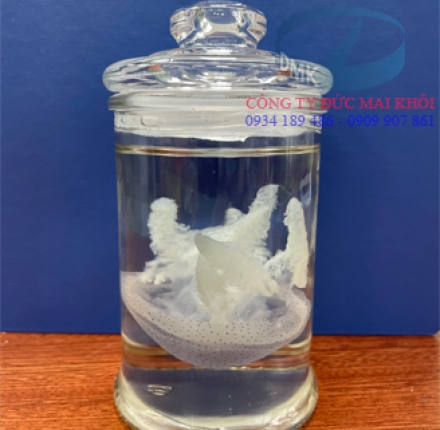 Mẫu động vật ngâm/ Mẫu sứa ngâm DMK36446 
