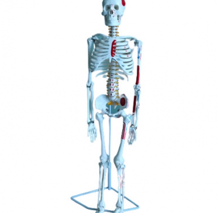 Mô hình bộ xương người cao 85cm (Dạng treo, màu)  - DMK35625