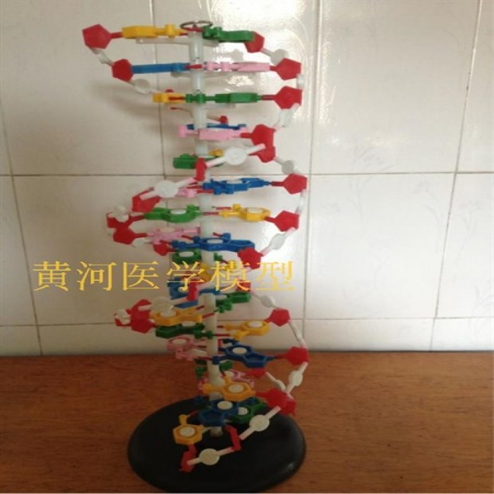 Cách làm mô hình ADN bằng ống hút và que kem đơn giản  Hỏi Đáp Chọn Lọc