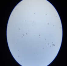 Tiêu bản bào tử nấm mốc Penecilium sp - DMK2915