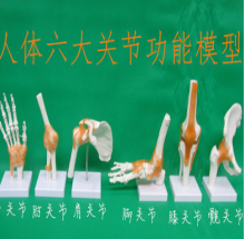 Mô hình chung vê các khớp xương gồm 6 loại - DMK3275