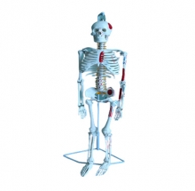 Mô hình bộ xương người cao 85cm (Dạng treo, màu)  - DMK35625