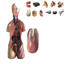 Mô hình giải phẫu cơ quan nội tạng (bán thân)  45cm -  DMK2259